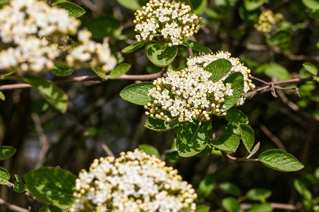 Viburnum x burkwoodii