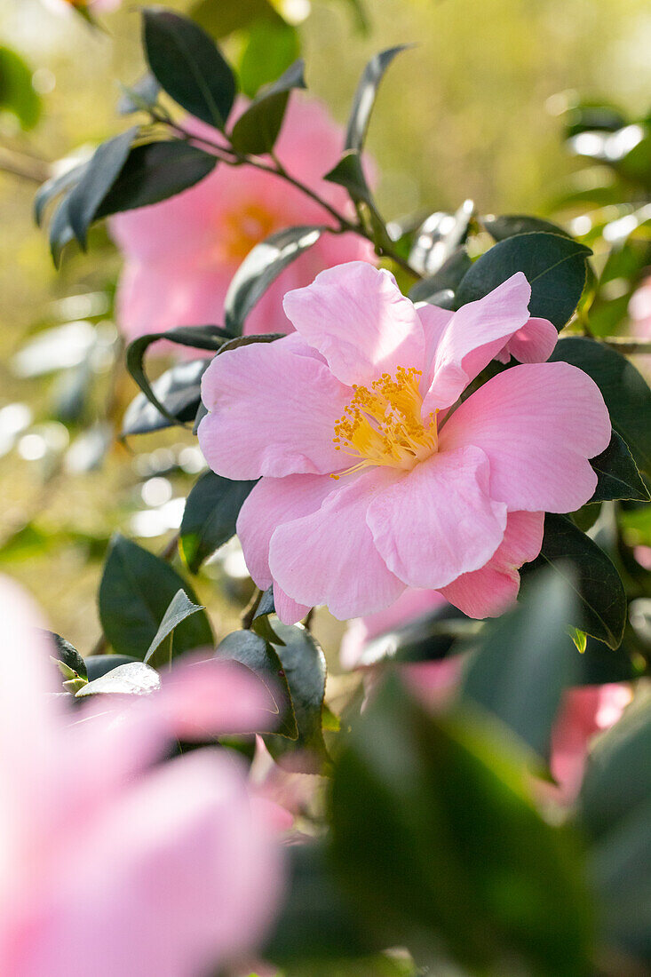 Camellia japonica 'Betty Sette'