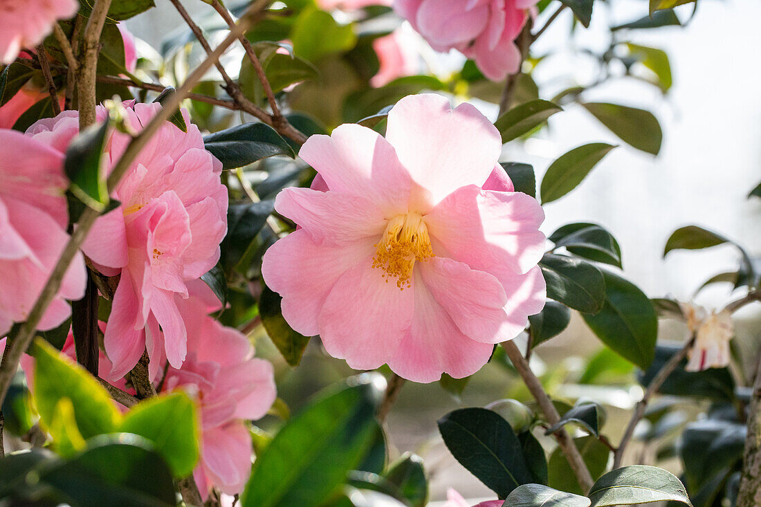 Camellia Ice Angels® 'Spring Melody'