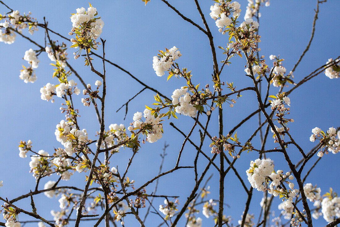 Prunus avium 'Plena'