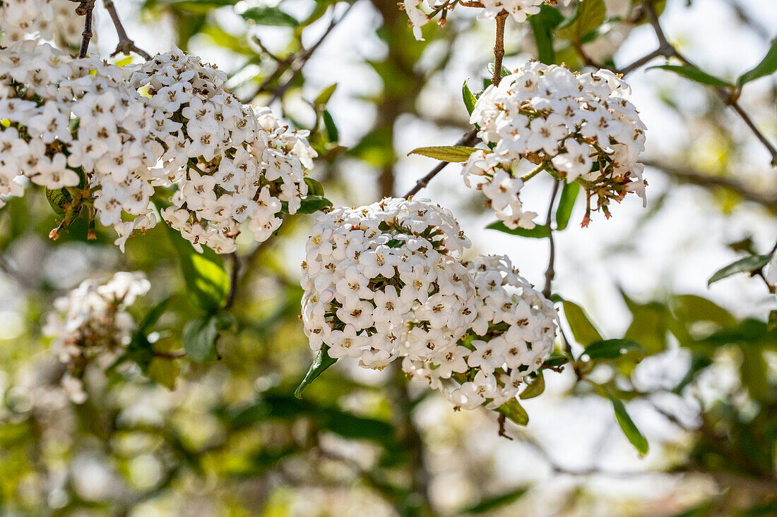 Viburnum x burkwoodii