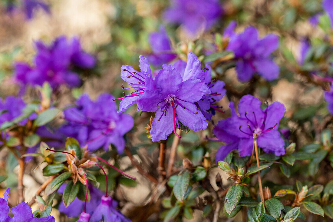 Rhododendron impeditum 'Saint Merryn'