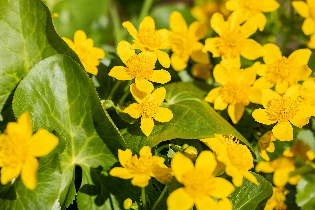 Caltha palustris