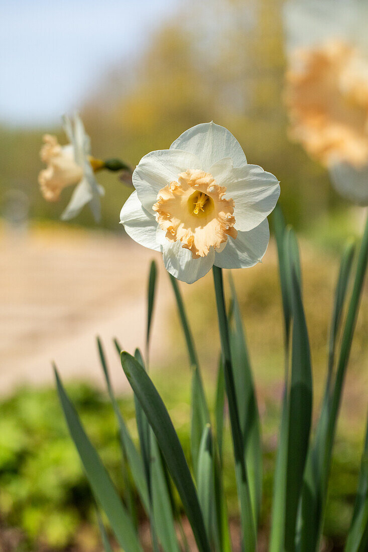 Narcissus Large Cupped