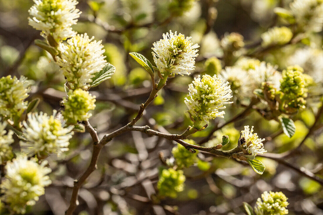 Fothergilla gardenii