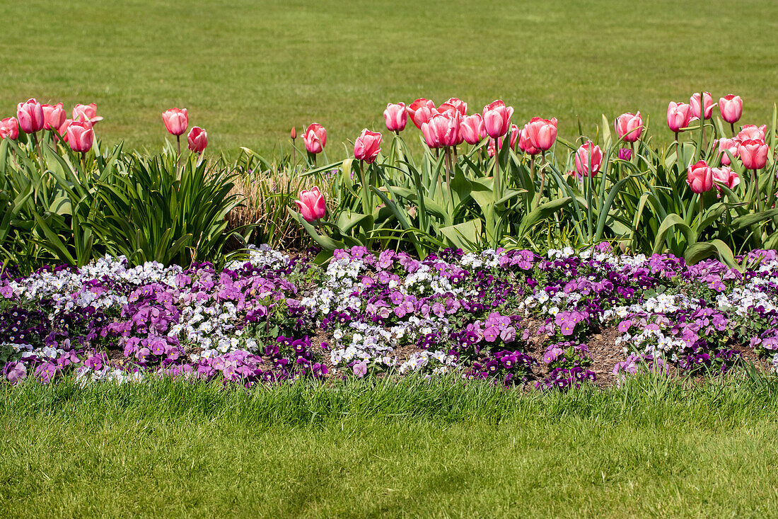 Bed with honey violets and tulips