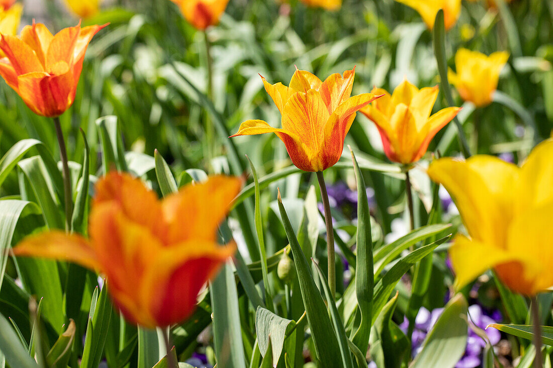 Tulipa lily-flowered