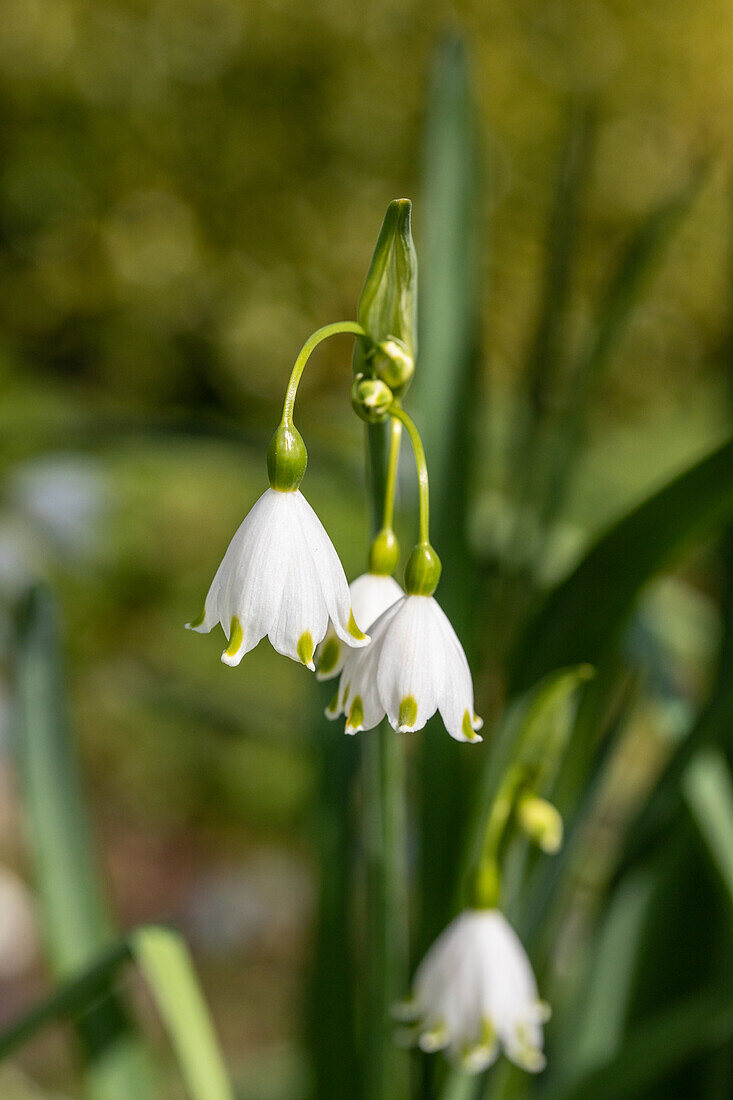 Leucojum aestivum