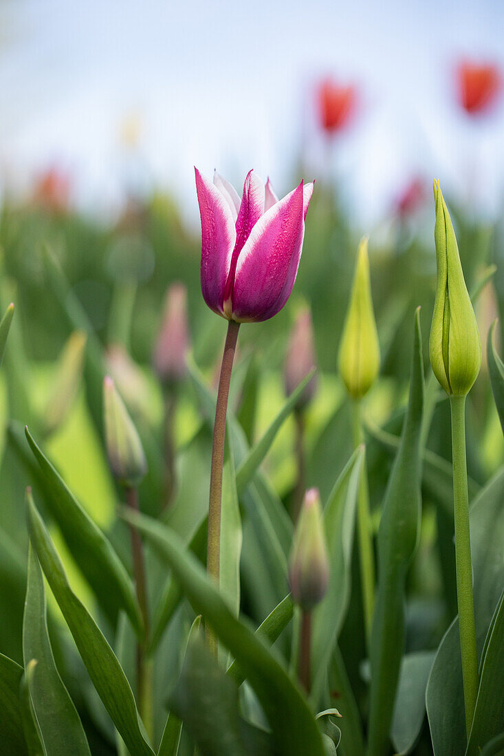 Tulipa lilienblütig