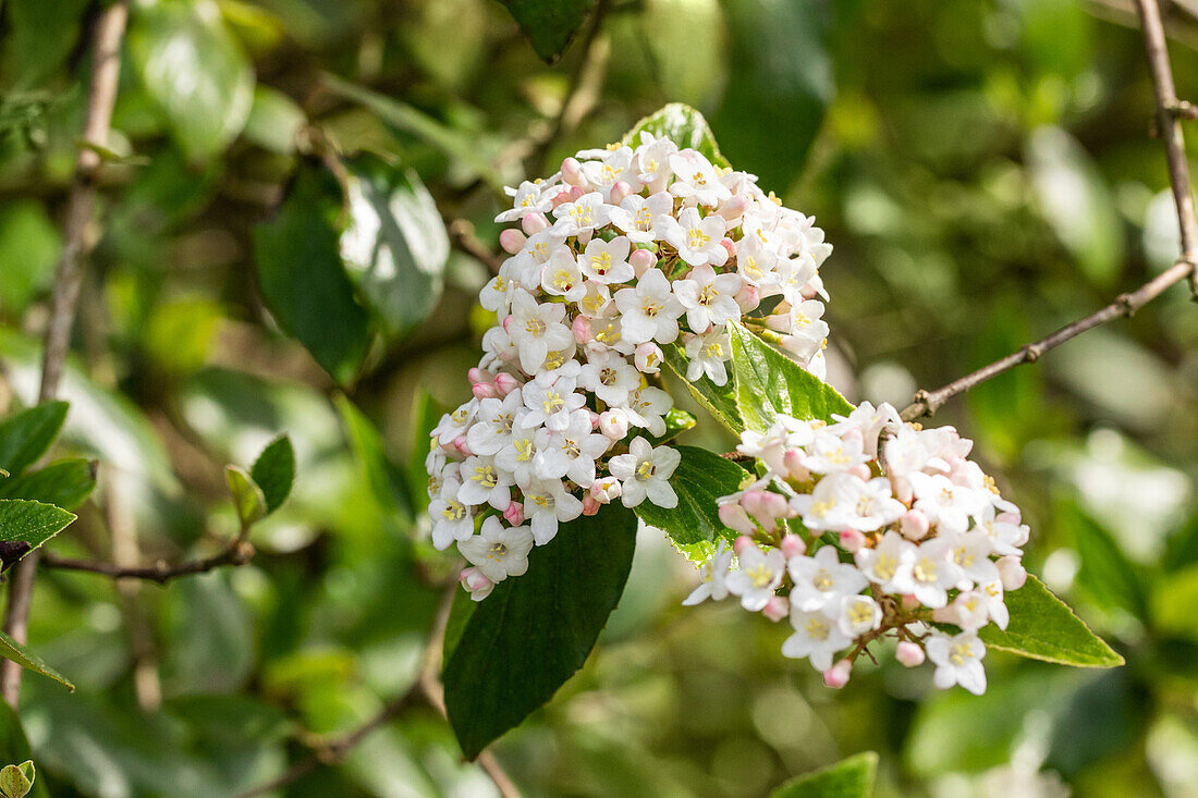 Viburnum x burkwoodii