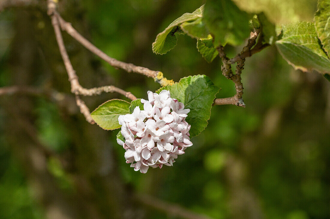 Viburnum carlesii