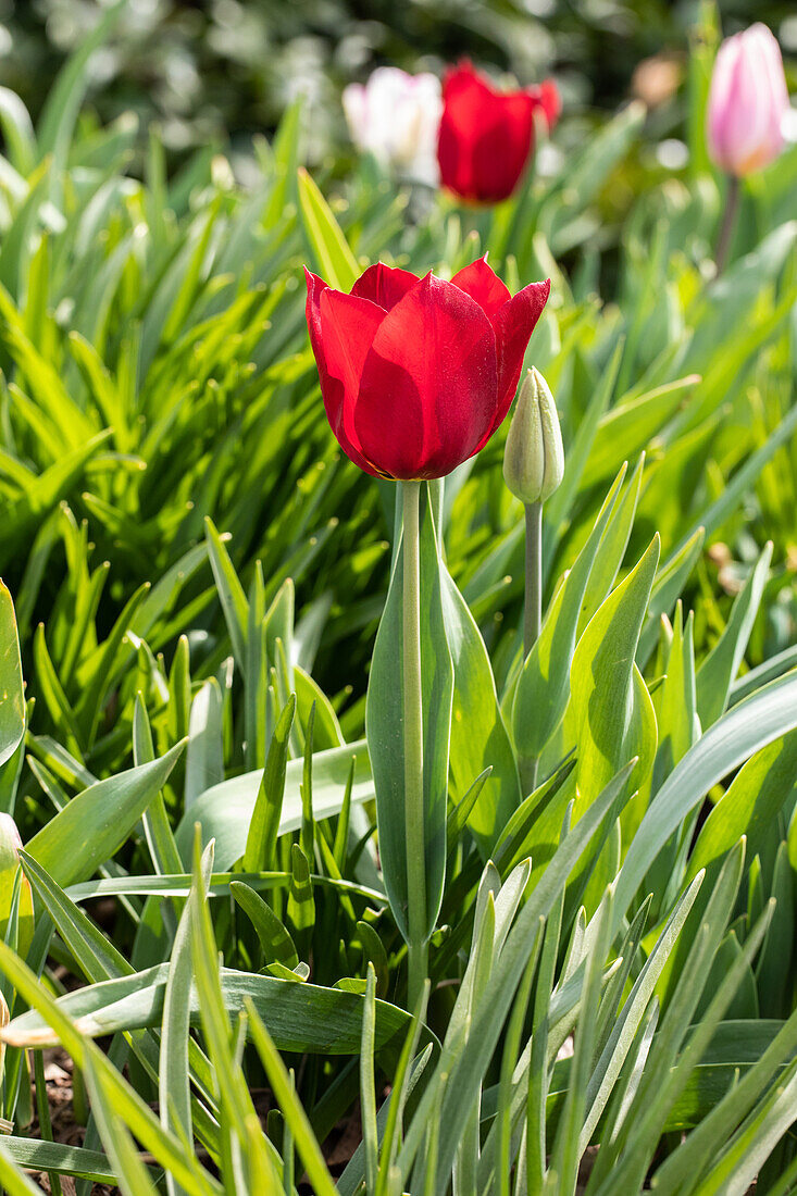 Tulipa, red