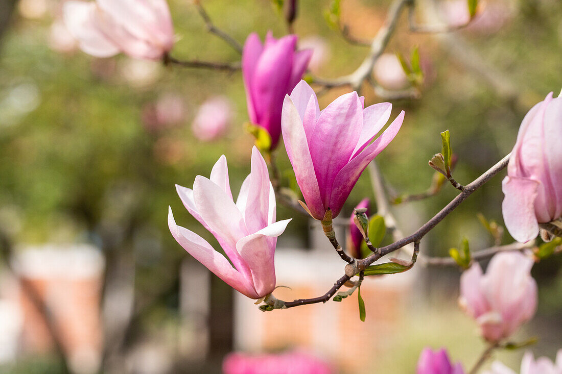 Magnolia liliiflora 'Betty'