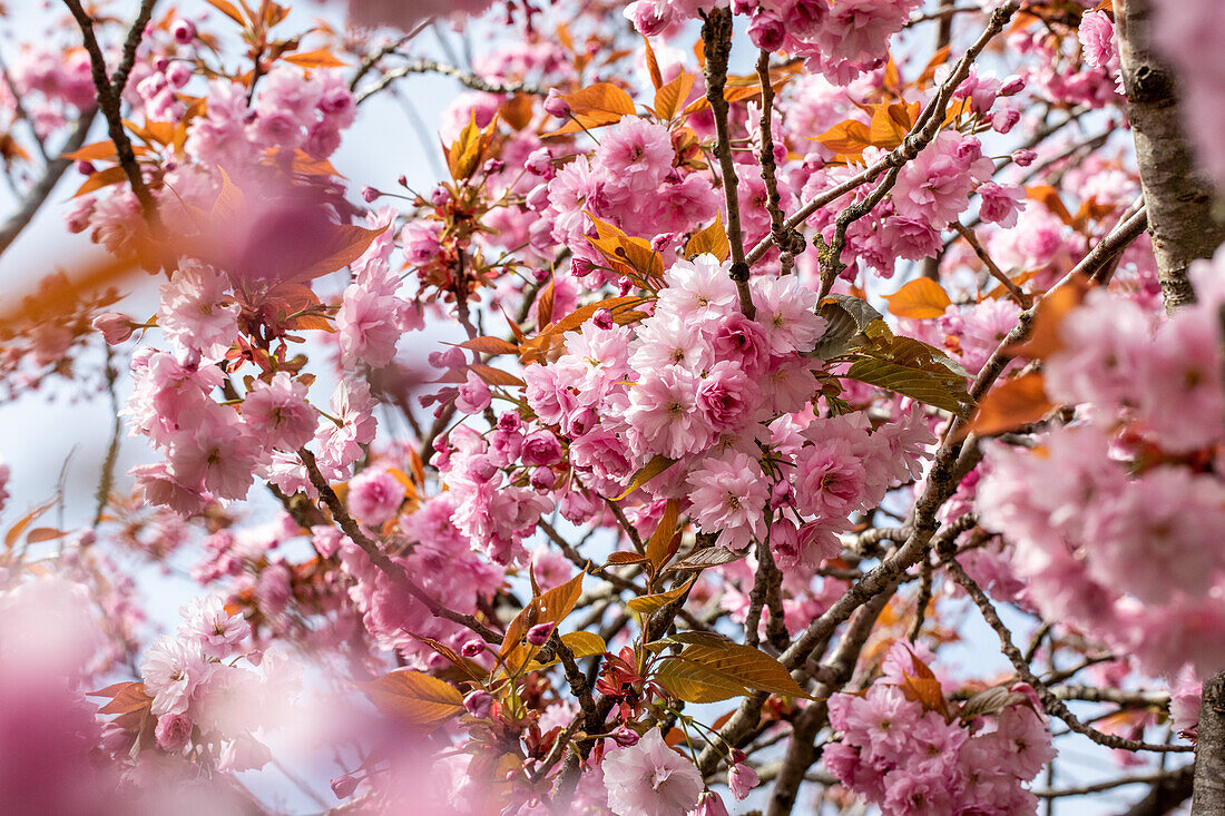 Prunus serrulata 'Kanzan'