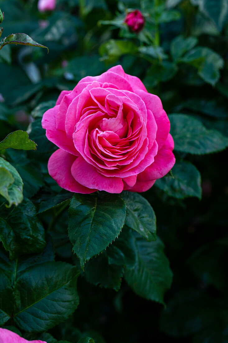 Rosa 'Kore'