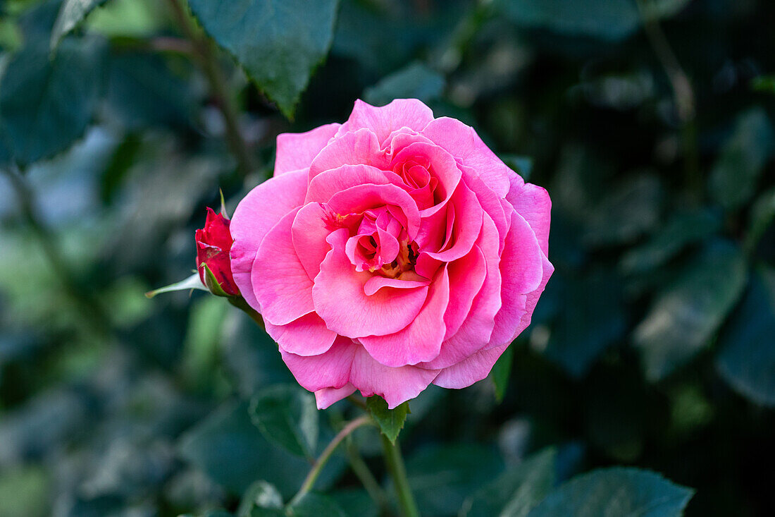 Rosa 'Münsterland'