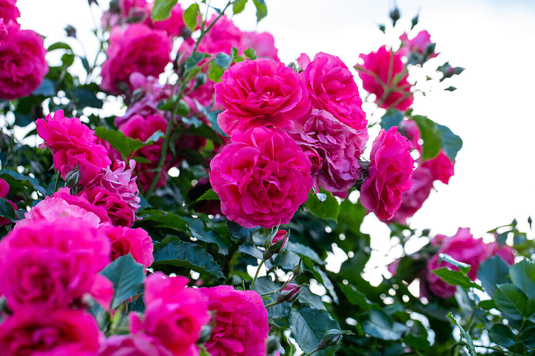 Climbing rose, pink