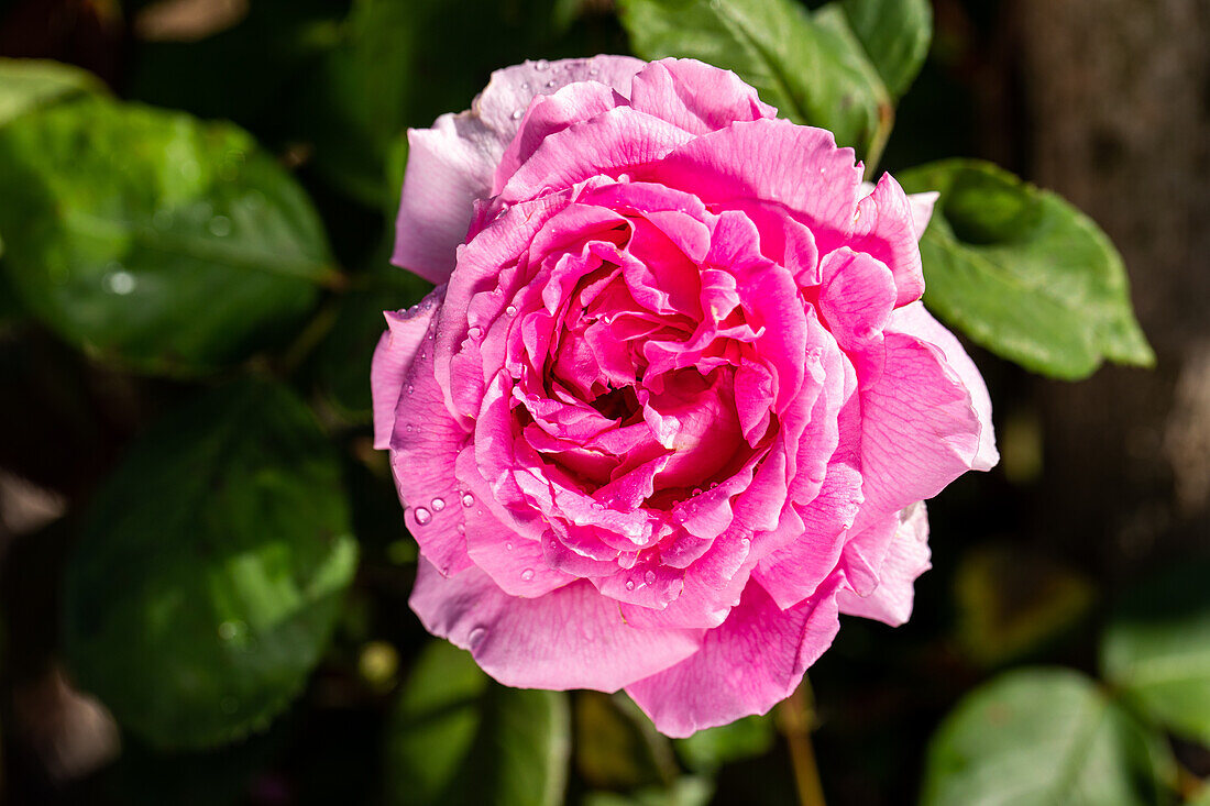 Rosa 'Abel Chateney'