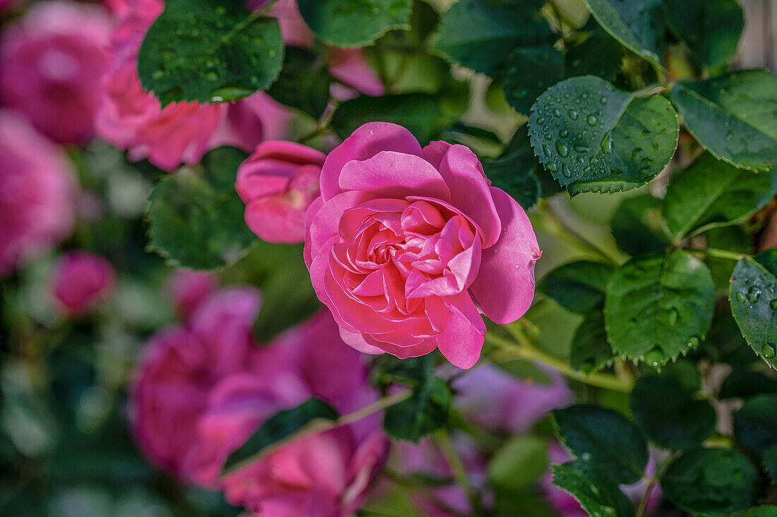 Rosa 'Allegro'