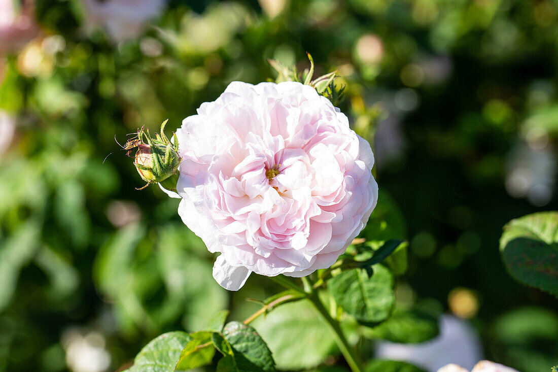 Rosa gallica 'De Schelfhout'