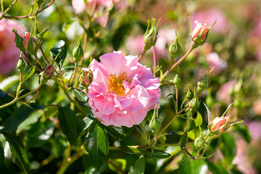 Bedding rose, pink