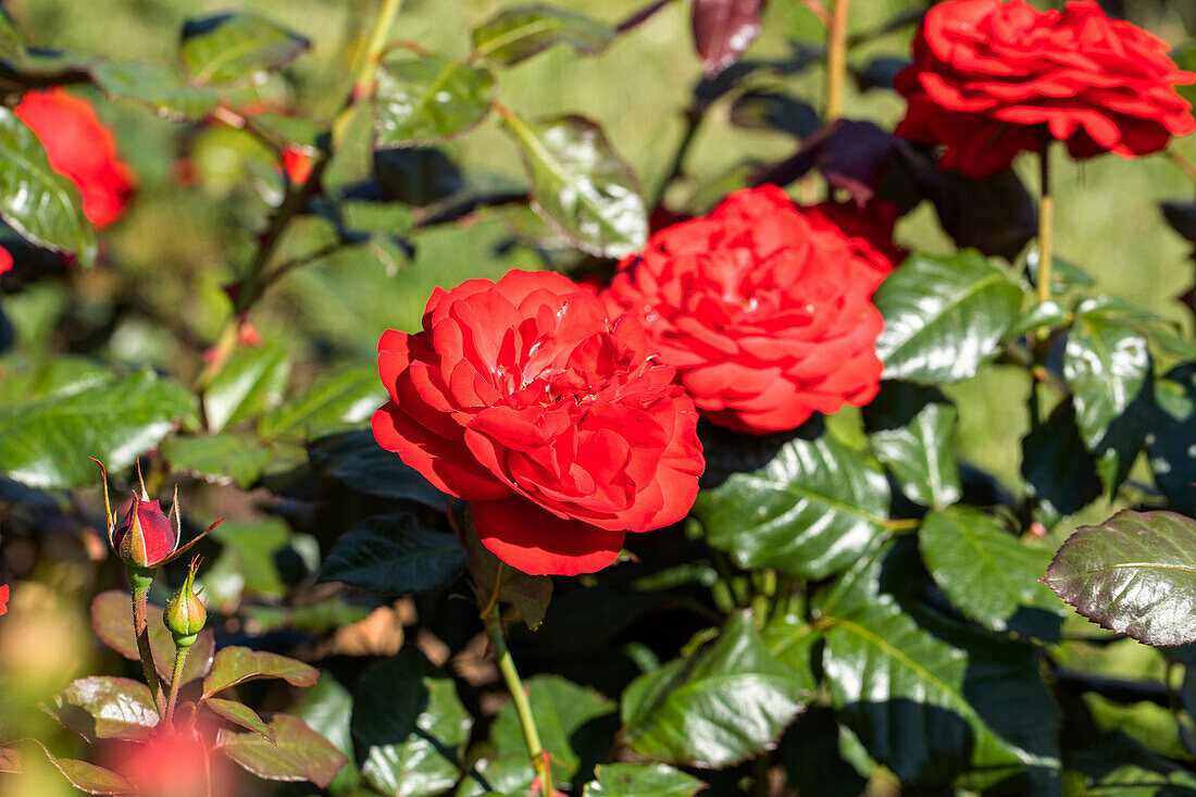 Bedding rose, red