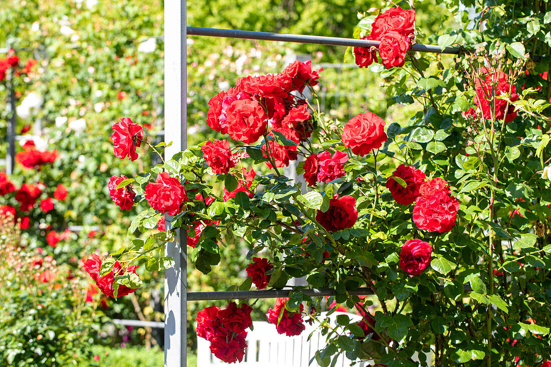 Climbing rose, red