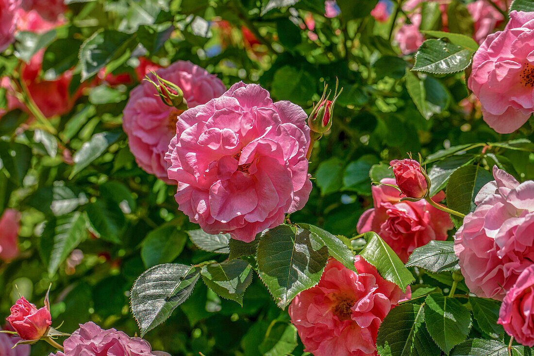 Rosa 'Rosario'