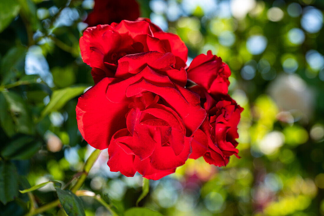 Climbing rose, red