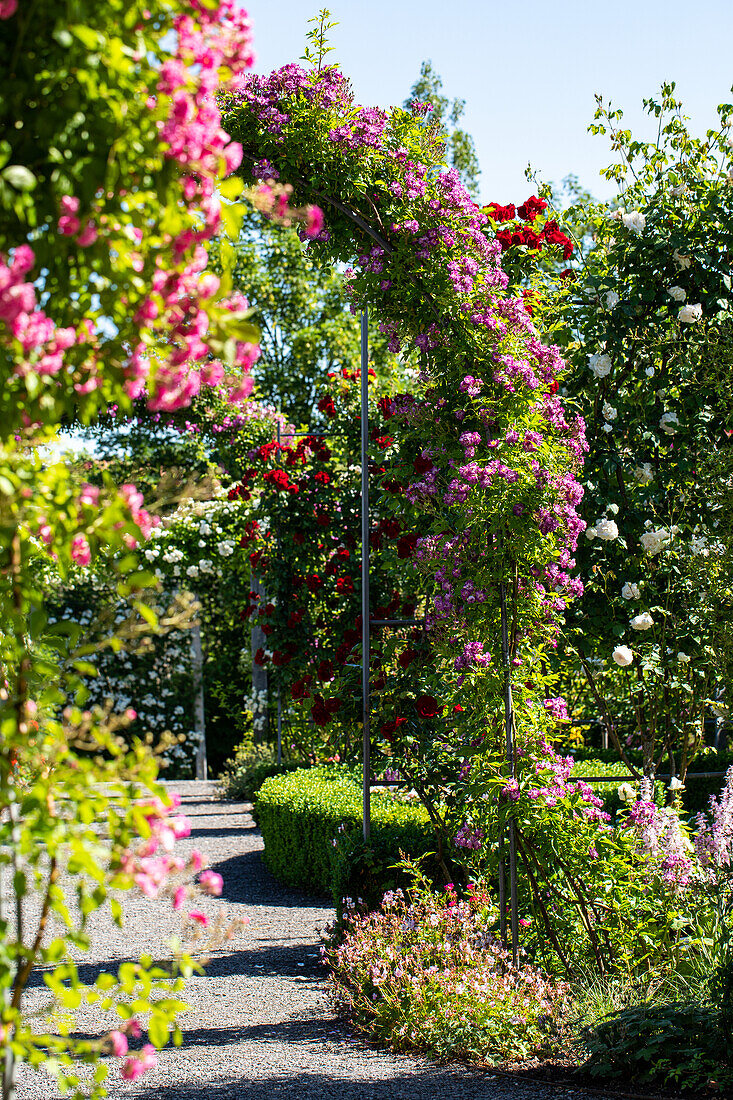 Rose arch