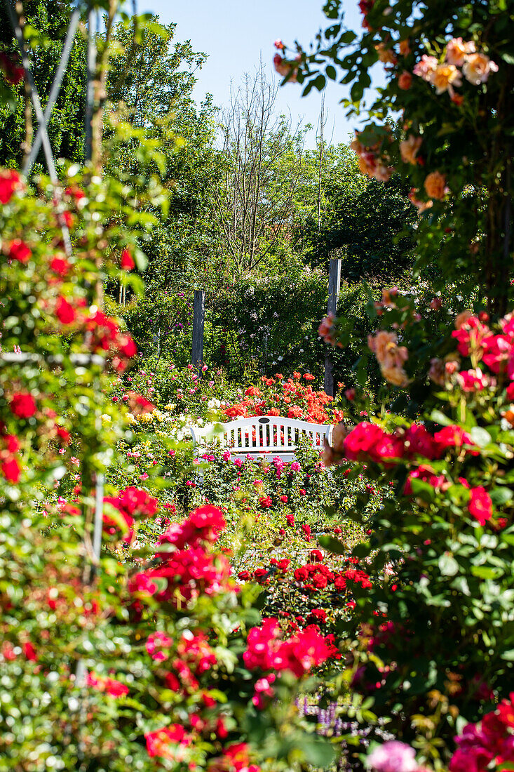 Rose garden