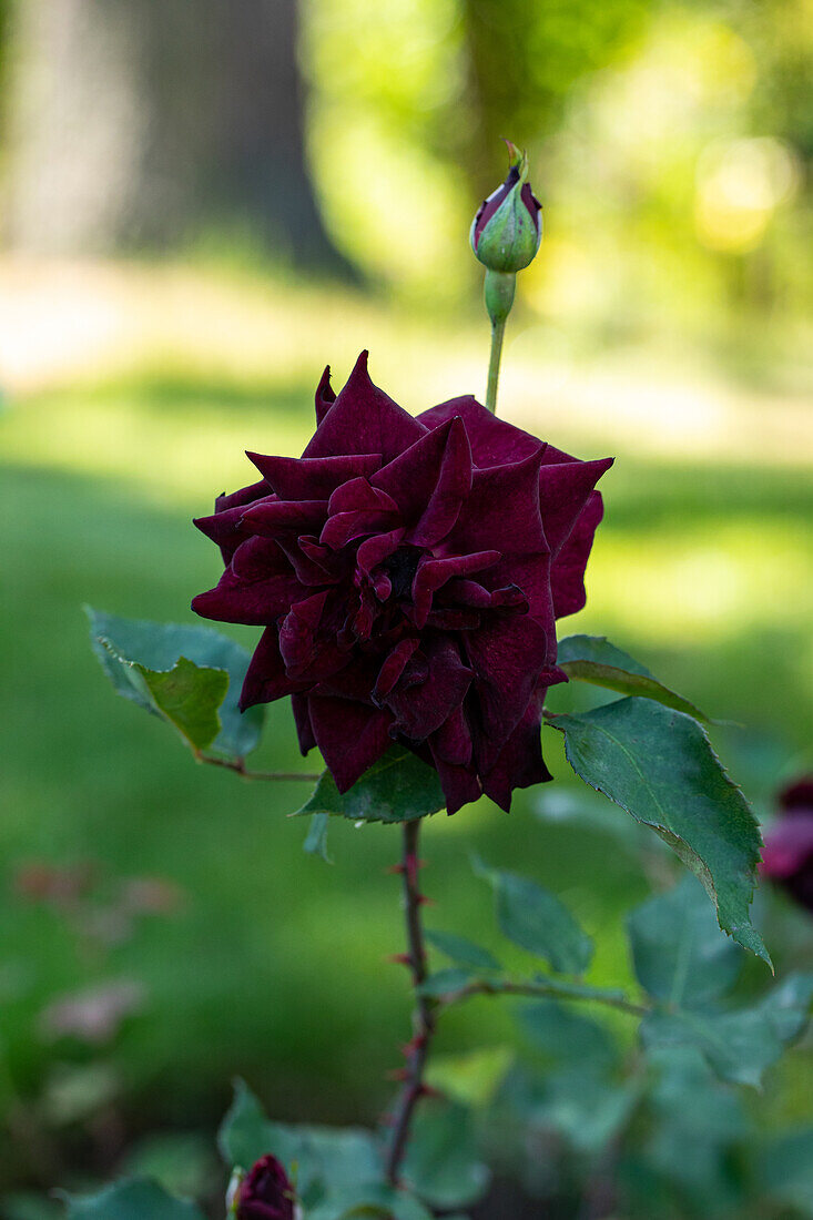 Rosa 'Nigrette'