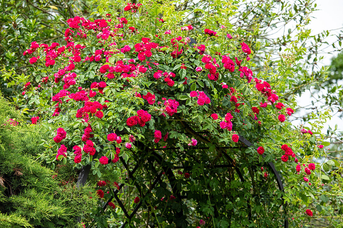 Rose arch