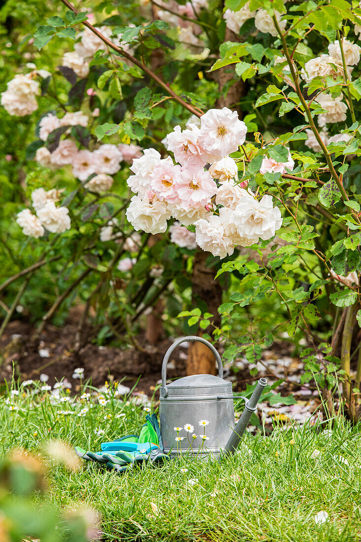 Garden tools in the garden