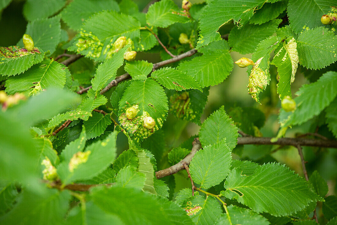 Leaf galls