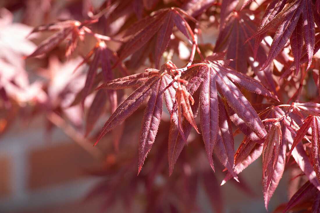 Acer palmatum 'Atropurpureum'