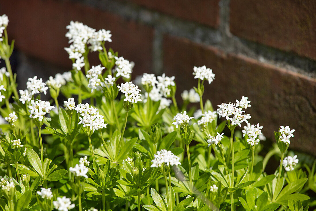 Galium odoratum