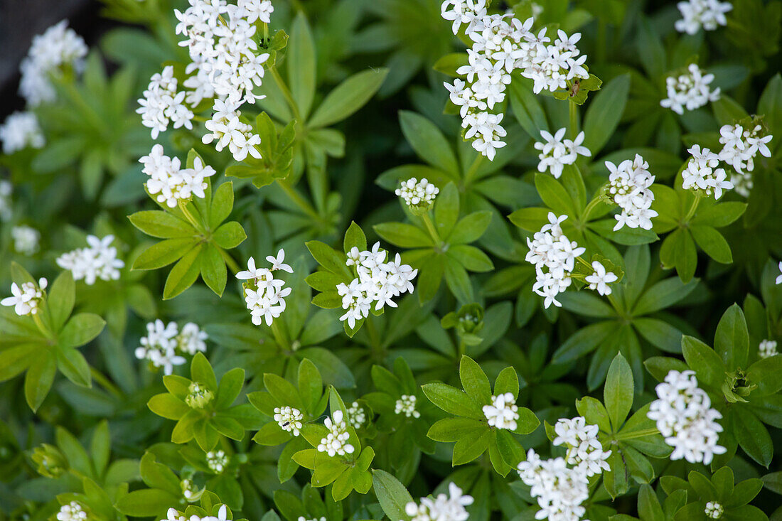 Galium odoratum