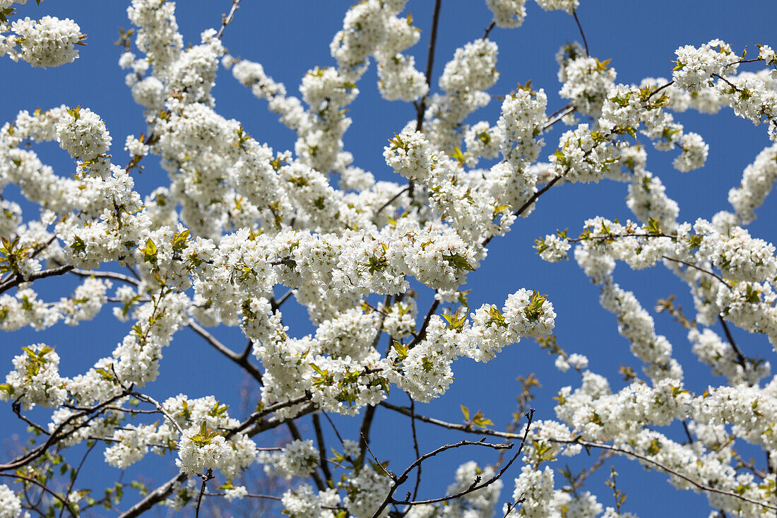 Prunus avium