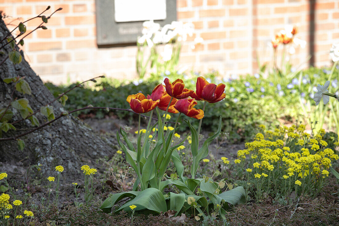 fading tulips in the bed