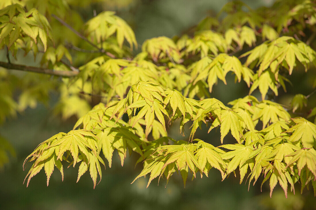 Acer palmatum 'Osakazuki'