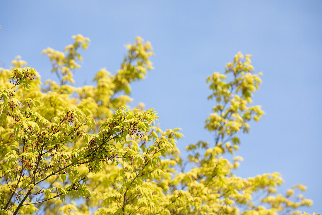 Acer palmatum 'Osakazuki'