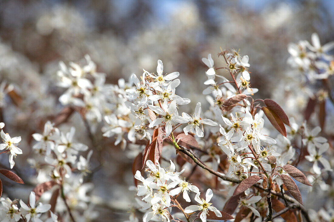 Amelanchier lamarckii