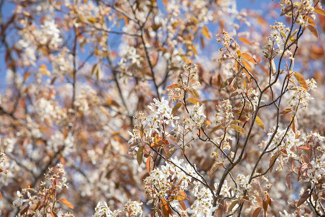 Amelanchier lamarckii