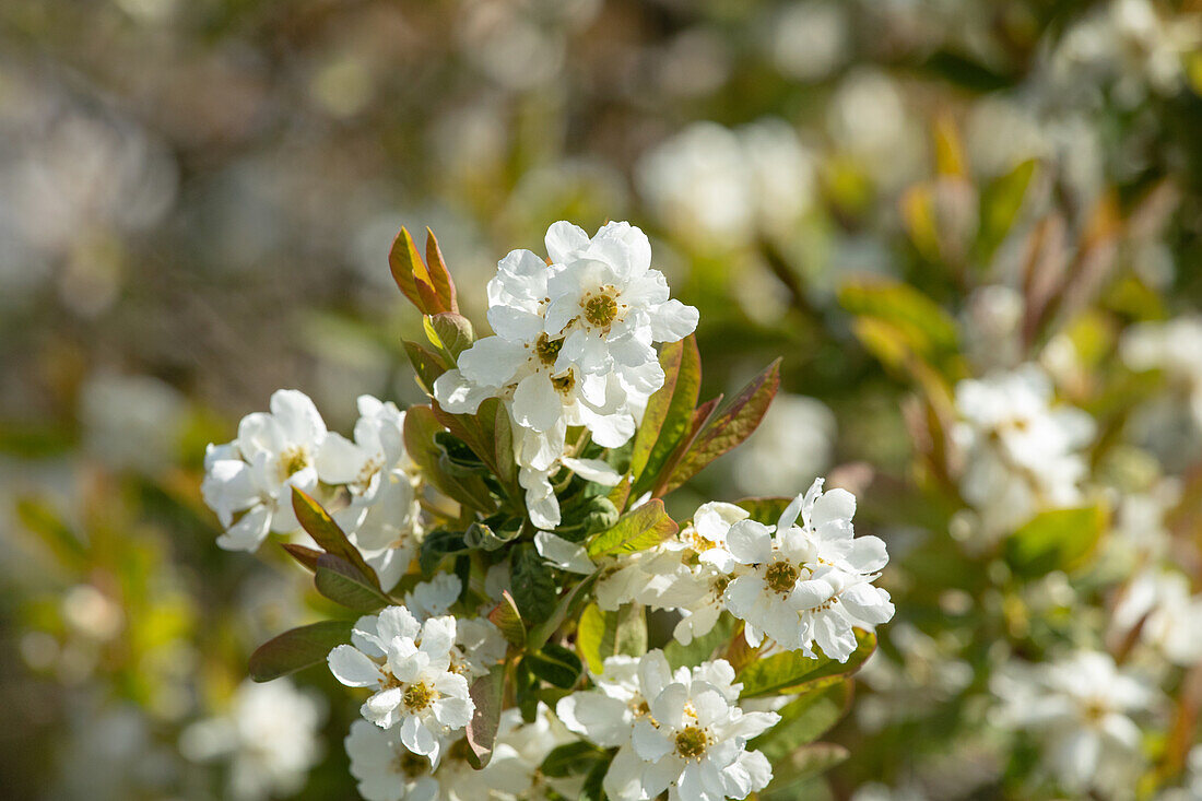 Exochorda serratifolia 'Snow White'