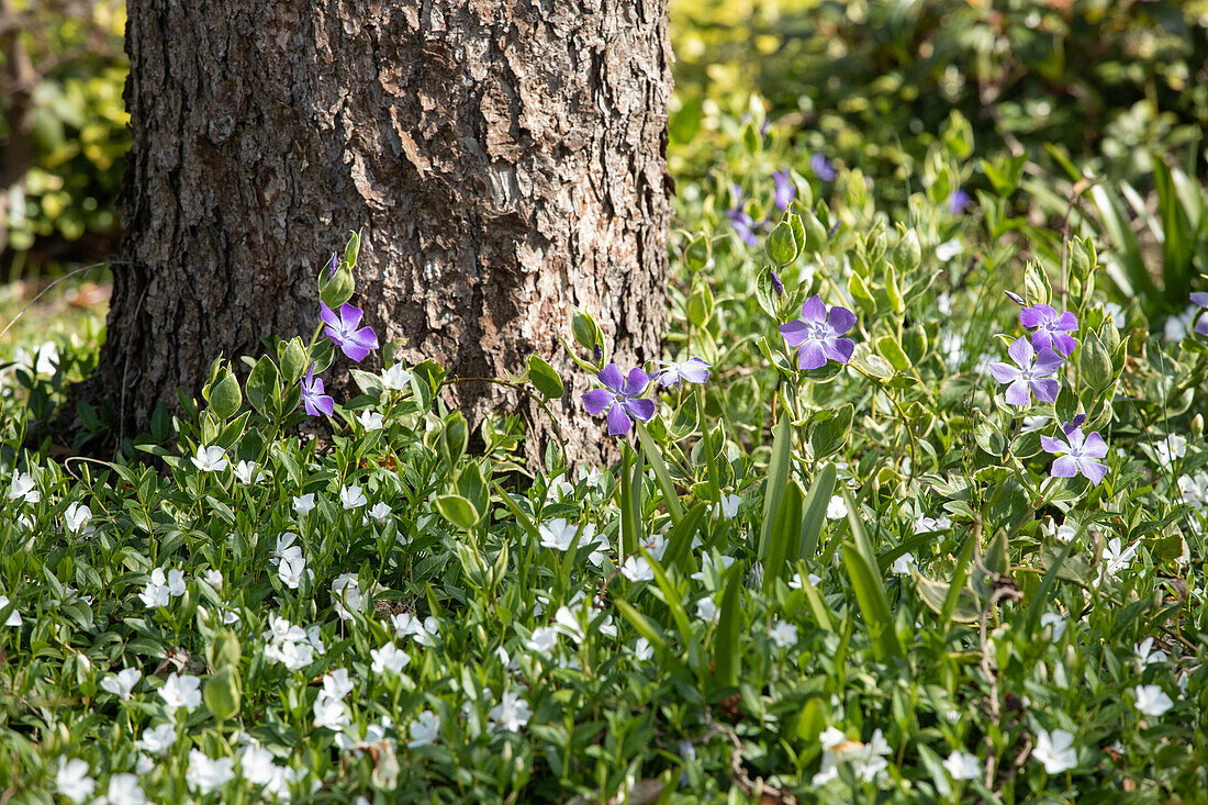 Vinca minor 'Alba'