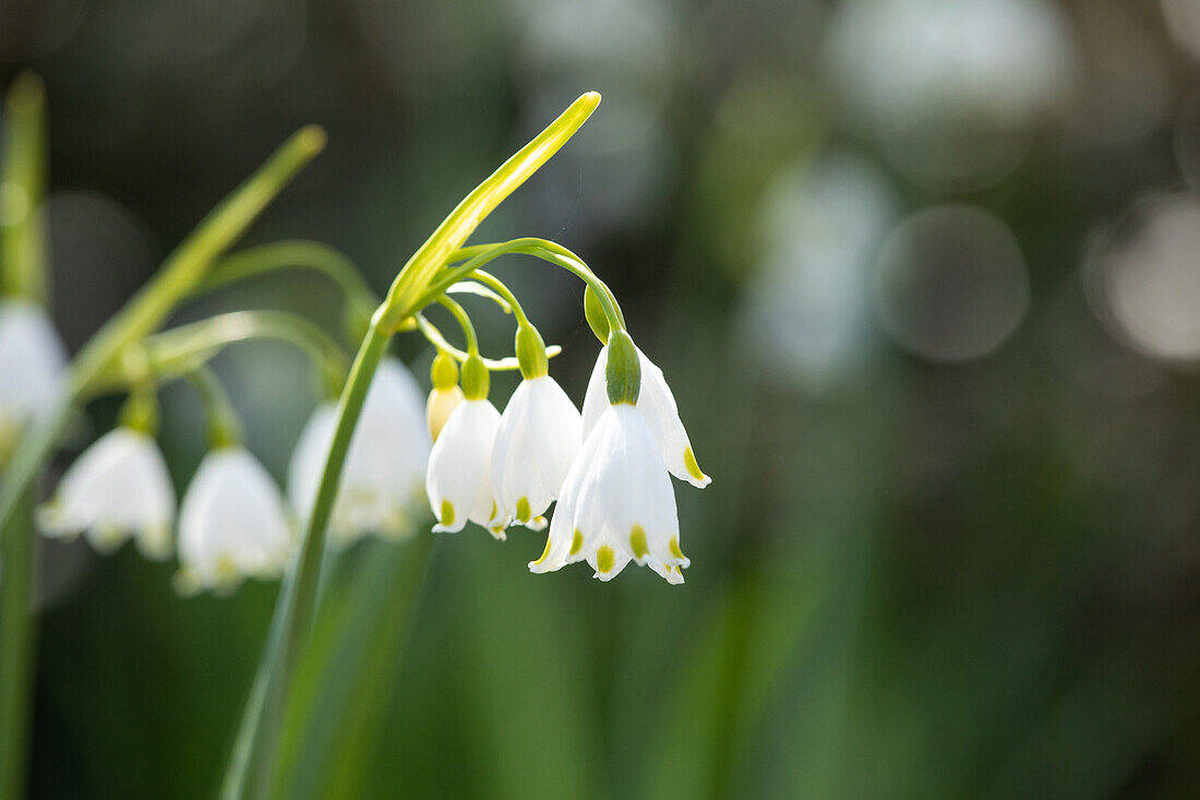 Leucojum aestivum