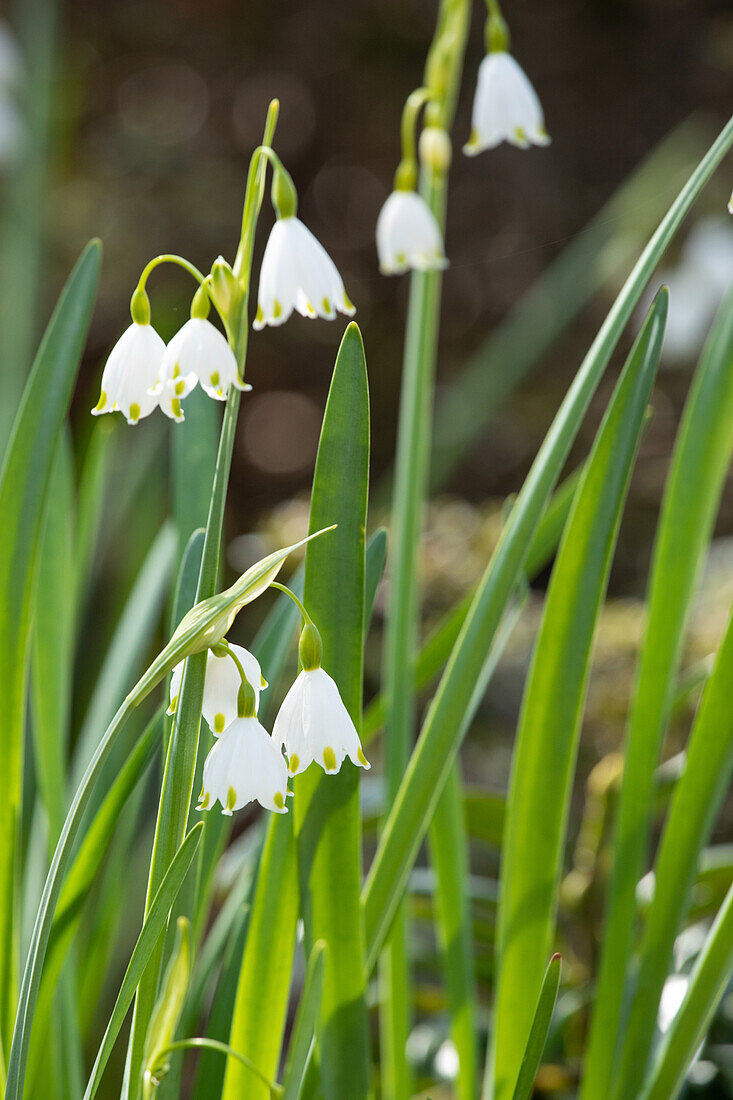 Leucojum aestivum