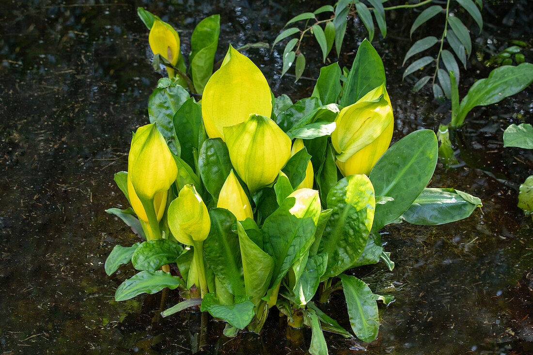 Lysichiton americanus