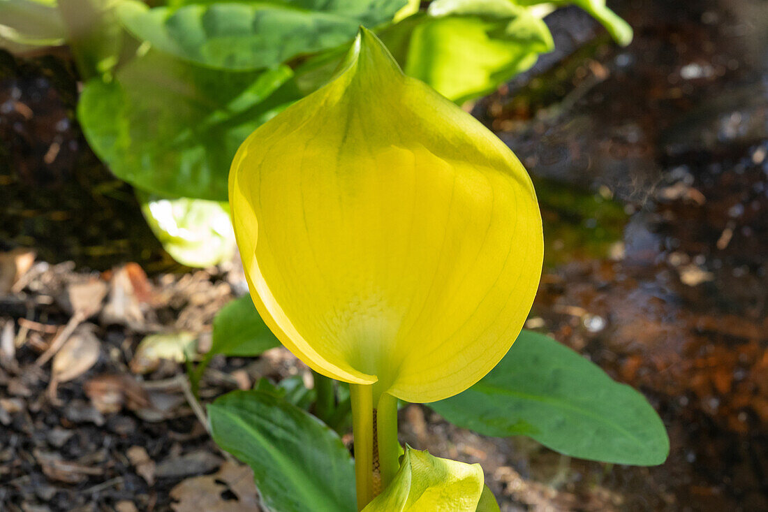 Lysichiton americanus